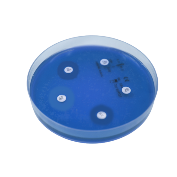 Dischi per antibiogramma Thiamphenicol 30 µg