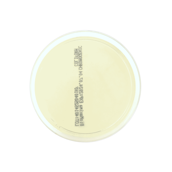 SDA EP USP ISO (60 mm) IRRADIATED