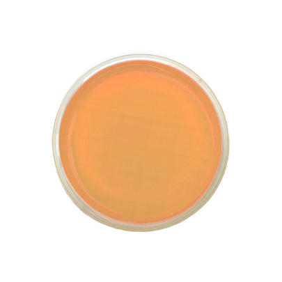 Bacillus cereus MYP Agar ISO (contact)