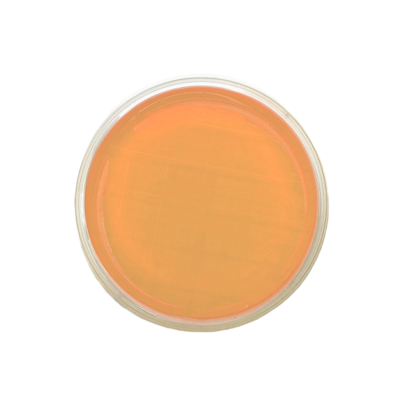 Bacillus cereus MYP Agar ISO (contact)
