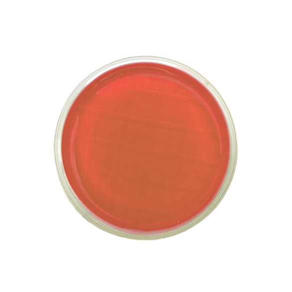 Brilliant Green Agar (BGA) EP ISO (contact)