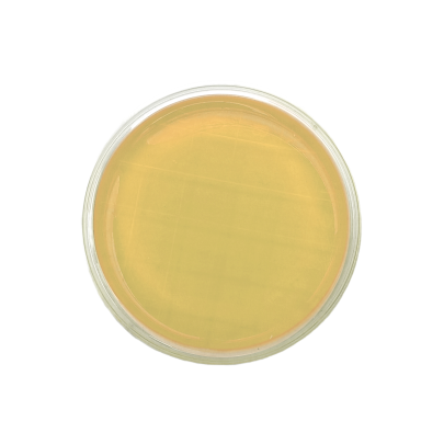 Listeria Palcam Agar ISO (contact)