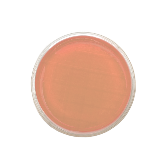 m-Enterococcus Agar (Slanetz-Bartley) ISO (contact)
