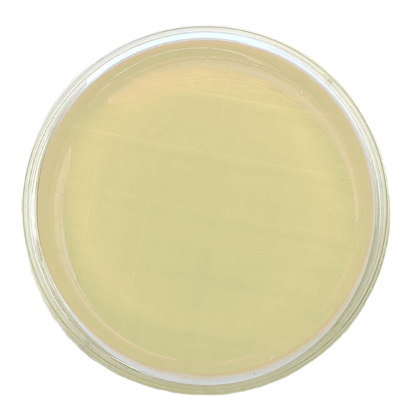 PCA (Plate Count Agar) APHA ISO (contact 90 mm)