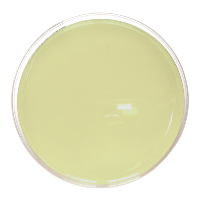 Dextrose Tryptone Agar (90 mm)