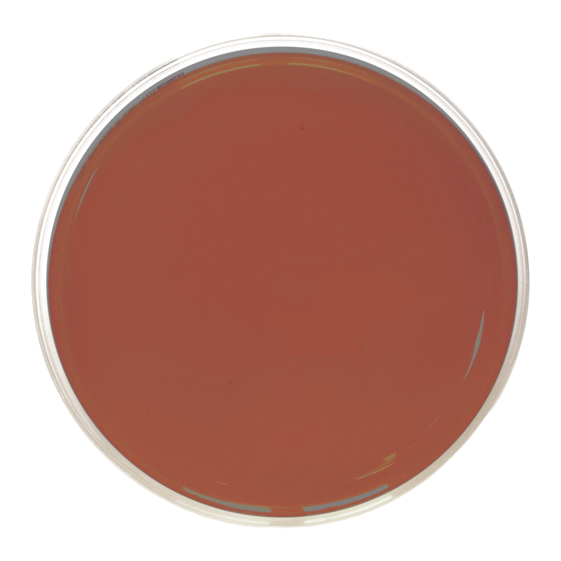 Chocolate Agar CHOC (90 mm)