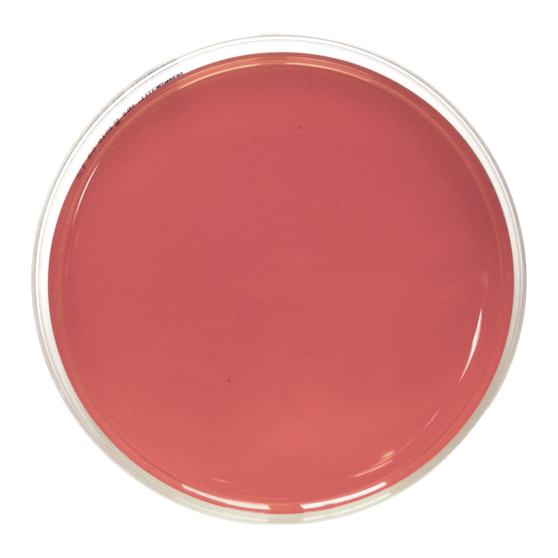 Columbia Agar with 6% horse blood (90 mm)