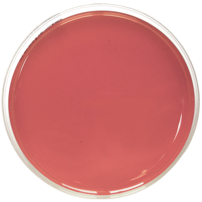 Mueller Hinton Blood Agar con 7% sangue montone (150 mm)