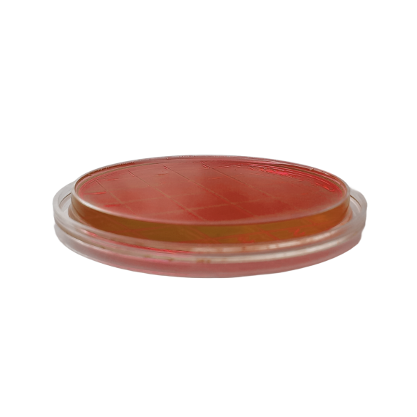 Columbia CNA Agar con 5% sangue montone (air sampler)