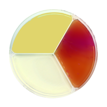TSA / EMB Agar / Baird Parker Agar