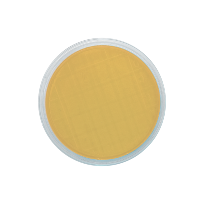 Malt Extract Agar (air sampler)