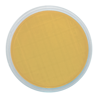 Malt Extract Agar (air sampler 90 mm)