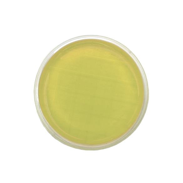 TSA EP USP ISO (contact) IRRADIATED