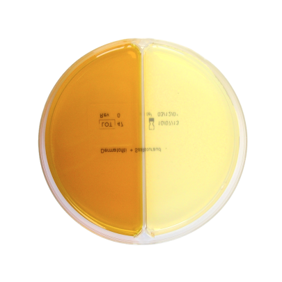 Dermatofiti Agar / SDA Agar
