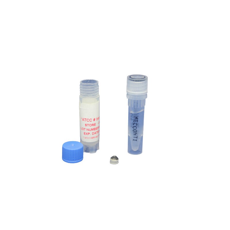MicroPellet RT Plus Kocuria rhizophila 10^3 ATCC 9341