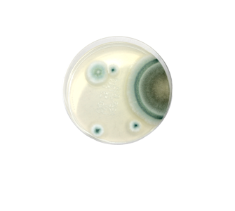 Microbiologia